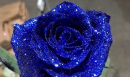 蓝色妖姬爆料完整视频大全,完整视频大全幕后故事大公开